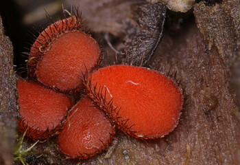 Tiny colorful wild forest mushrooms closeup
