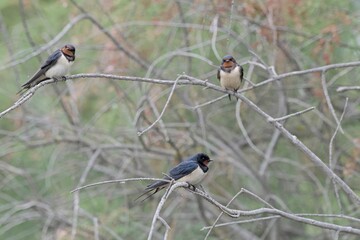 Barn swallow - Hirundo rustica, Crete 
