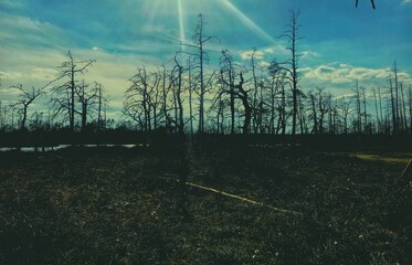 Burned trees