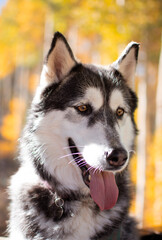 portrait of a siberian husky dog