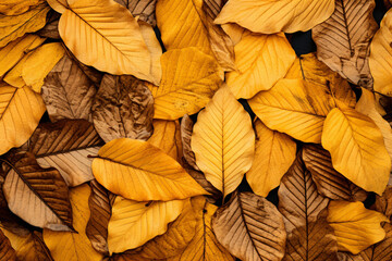 Autumn Leaves Overlay Texture Background