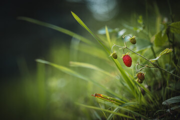 Wild strawberries closeup. Wild strawberries in summer forest.