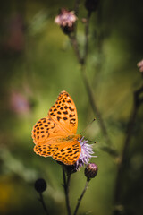 Obraz premium Silver-washed fritillary (argynnis paphia) perching on pink blooming flower. Butterfly on flower.