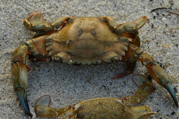 crab on the beach
