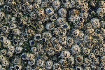 Amphibalanus reticulatus, also known as the reticulated barnacle, is a species of barnacle that belongs to the family Balanidae. |網紋藤壺