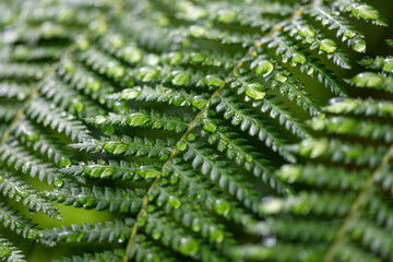 Pattern of green fronds of Dicksonia antarctica, a tree fern in the order Cyatheales. Macro close...