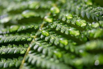 Pattern of green fronds of Dicksonia antarctica, a tree fern in the order Cyatheales. Macro close...