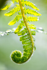 Dicksonia is a genus of tree ferns in the order Cyatheales. Macro close up of unrolling spiral of a...