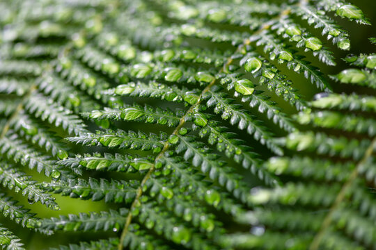 Pattern of green fronds of Dicksonia antarctica, a tree fern in the order Cyatheales. Macro close up of wet leaves with droplets after a rainshower. Tropical plant in botanical garden glass house.