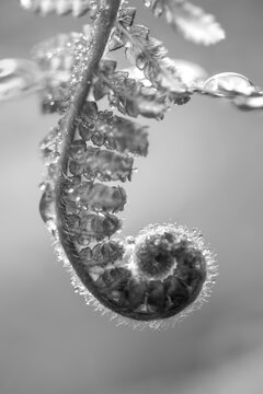 Dicksonia is a genus of tree ferns in the order Cyatheales. Macro close up of unrolling spiral of a fresh shoot with rain or dew drops in humid environment. Black and white with blurred background.