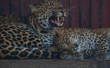 Chinese leopard, Panthera pardus japonensis. International Leopard Day, is celebrated on February 13 every year. Celebrating and protecting leopards.