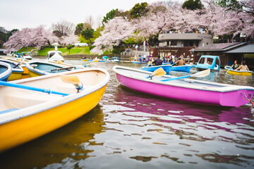 ボートと桜