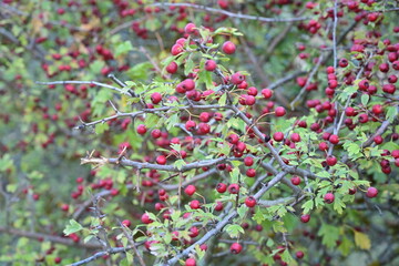 Obraz premium Maderuelo 