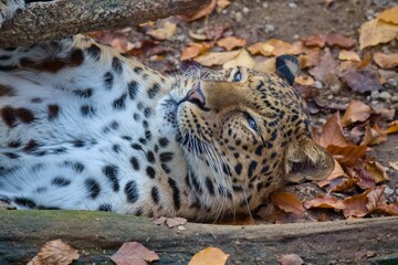 Chinese leopard, Panthera pardus japonensis in autumn leaves