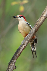  West Indian woodpecker (Melanerpes superciliaris) is a species of bird in subfamily Picinae of the woodpecker family Picidae. It is found in the Bahamas, the Cayman Islands and Cuba.