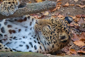 Chinese leopard, Panthera pardus japonensis in autumn leaves