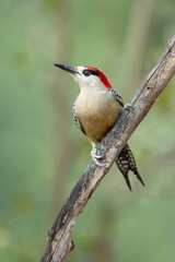  West Indian woodpecker (Melanerpes superciliaris) is a species of bird in subfamily Picinae of the woodpecker family Picidae. It is found in the Bahamas, the Cayman Islands and Cuba.