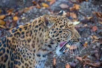 Chinese leopard, Panthera pardus japonensis in autumn leaves