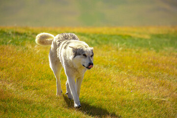A dog that looks like a wolf runs through the grass in nature. A beautiful hunting dog is resting on the lawn. Happy pet on a walk.