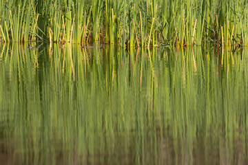 Rezabinec pond, Southern Bohemia, Czech Republic