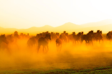 View of wild horses at sunset. (Yılkı Atları).  Kayseri. Turkey.