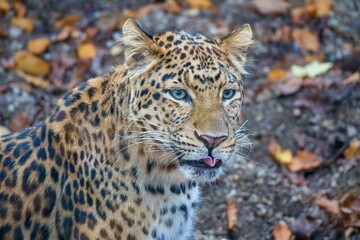 Chinese leopard, Panthera pardus japonensis in autumn leaves