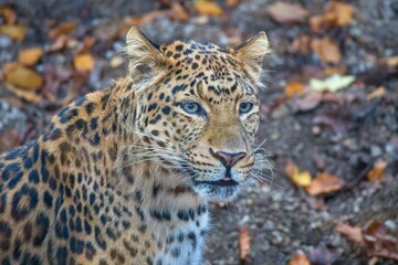 Chinese leopard, Panthera pardus japonensis in autumn leaves