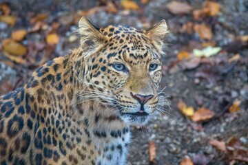 Fototapeta premium Chinese leopard, Panthera pardus japonensis in autumn leaves