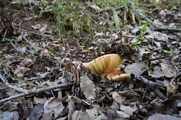 Maderuelo