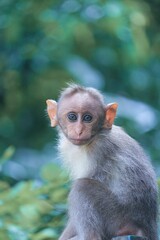 Portrait of monkey!