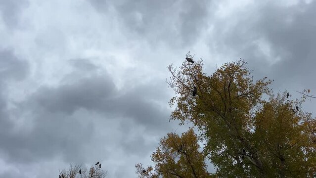 Crows flying over fall forest againt gloomy cloudy sky.
