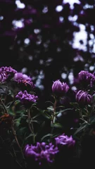  lila Blumen © melanie