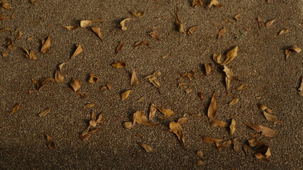 leaf on the road
