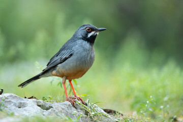 The red-legged thrush (Turdus plumbeus) is a species of bird in the family Turdidae.