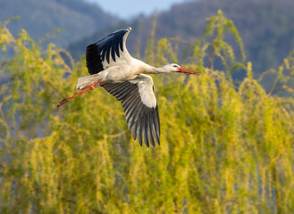 White stork (ciconia ciconia), early spring near Hunawihr, Alsace, France