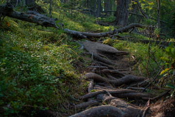 moss covered rocks