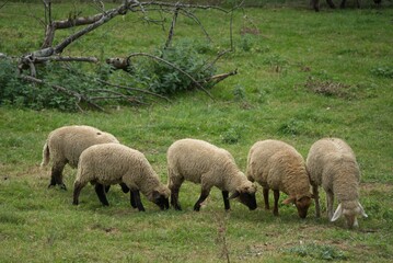 Obraz na płótnie Canvas 5 friends - sheep grazing close together in the meadow