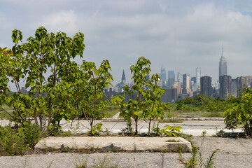Overgrown Plants and Weeds on a Vacant Lot in Greenpoint Brooklyn with a Manhattan Skyline View