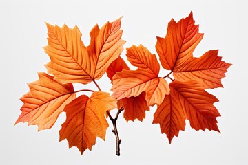 Fototapeta premium autumn leaves isolated on white