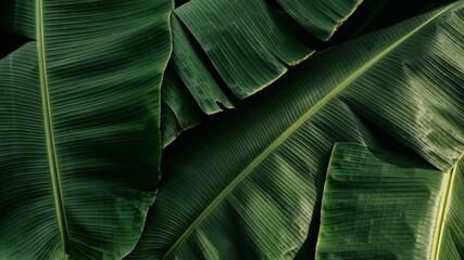 tropical banana leaf, green nature background