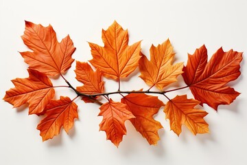 Fototapeta premium autumn leaves isolated on white