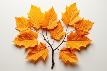 Naklejka na ściany i meble autumn leaves isolated on white