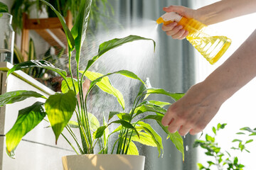 Woman sprays plants in flower pots at home. Indoor gardening. Caring for houseplants home. Interior...