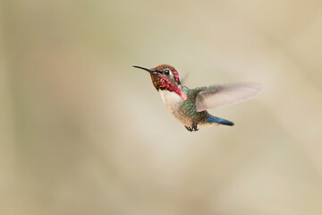 Bee hummingbird, zunzuncito or Helena hummingbird (Mellisuga helenae). It is the world's smallest bird