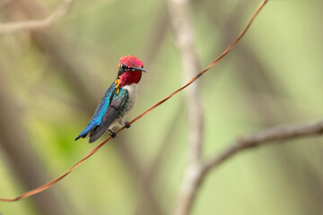 Bee hummingbird, zunzuncito or Helena hummingbird (Mellisuga helenae). It is the world's smallest bird