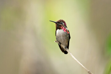 Bee hummingbird, zunzuncito or Helena hummingbird (Mellisuga helenae). It is the world's smallest bird