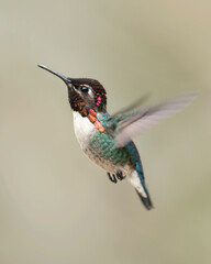 Bee hummingbird, zunzuncito or Helena hummingbird (Mellisuga helenae). It is the world's smallest bird