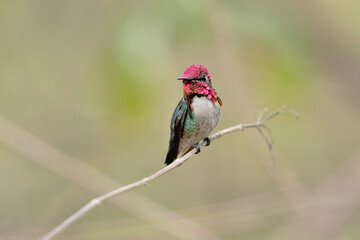 Bee hummingbird, zunzuncito or Helena hummingbird (Mellisuga helenae). It is the world's smallest bird