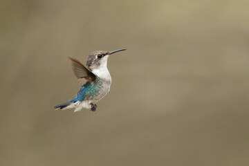 Bee hummingbird, zunzuncito or Helena hummingbird (Mellisuga helenae). It is the world's smallest bird