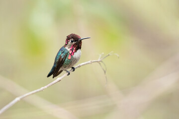 Bee hummingbird, zunzuncito or Helena hummingbird (Mellisuga helenae). It is the world's smallest bird